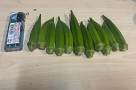 小さめのやわらかいオクラ約500g(6-9cm・約60本)