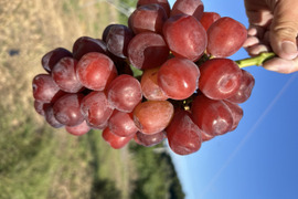 まるせい果樹園のぶどう　富士の輝き　500ｇ　バラ詰めめ　自家用　贈答用　ｂｈ1