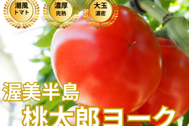 🍅“ありがとう”を食卓で伝える季節限定トマト🍅品種指定『桃太郎ヨーク』🍅絆を深める、やさしいうま味🍅お試約1kg【GW・母の日ギフト】【5月上旬予約】