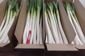 ✅限定✅✨白ネギ✅厳選Lサイズ18本＋2本増量❗❗3,480円→1,880円❗❗