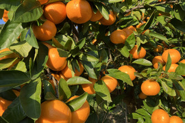 【農薬不使用】熊本青島みかん約5キロ