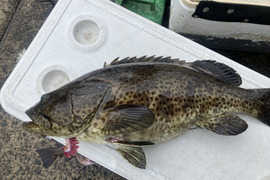 【活き締め】チャイロマルハタ　クエと張り合う旨みと食べ応え。刺身　鍋　しゃぶしゃぶ