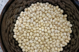 24年産　自然栽培で作った　訳ありフクユタカ大豆　3ｋｇ