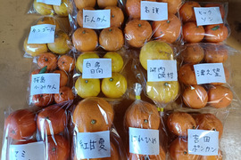柑橘食べ比べ　　8品種　箱込み6㎏前後