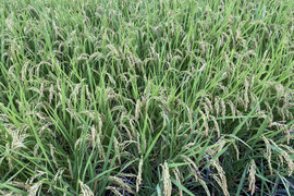 令和7年産ヒノヒカリ玄米30kg