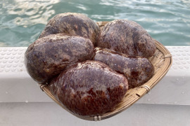 【特価】山口県萩沖産 赤なまこ 500g