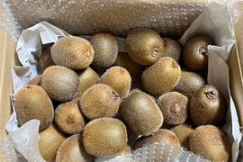 国東半島の地下水で育った栄養満点のキウイを直接お届け！『国東産キウイ』（ワケあり）小玉　中玉　ヘイワード2kg  （22〜35個）