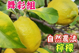 自然農法　体が喜ぶ“舞彩組”レモン（農薬・肥料不使用）　1ｋｇ