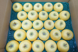 雪中貯蔵　黒石産シナノゴールド小玉家庭用5㎏