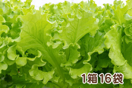 【アクアポニックス産】朝採れ新鮮バタビアレタス！「クリスチョン」1箱16袋（1袋約50～100g）
