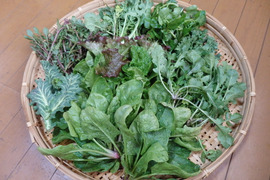 【自然栽培】高原の春野菜セットS（7～8品目）
