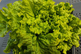 🍃【朝採り】旬の株どりレタス2株 ＋ 旬野菜の詰め合わせBOX🍃