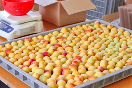梅 完熟の通販｜食べチョク｜産地直送(産直)お取り寄せ通販