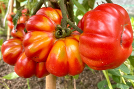 【訳あり加工用 約4kg】本場イタリアの味を完熟で‼️ 程よい酸味と濃い旨味のフィオレンティーノ イタリアントマト