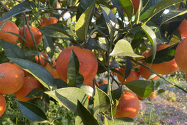 ブラッドオレンジ（タロッコ）5Ｋ　特別栽培　熊本不知火産