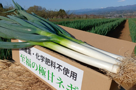 【2本増量❗️❗️】✅鍋・すきやき用【極太2L／超極太3L混合】✅18本❗❗✅至福の極甘ネギ✨信州産✨【特別栽培】✨【無消毒栽培】