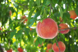 【福袋2025】【さくら白桃】カリッと硬めの甘い桃！9月に食べられる希少品種