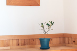 オリーブ 鉢植え 「コレッジョラ」 シンボルツリー 観葉植物
