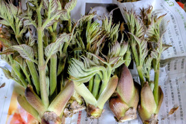 旬の山菜3000円セット