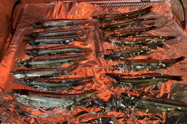 きんなご（塩） 一夜干し 冷凍 総重量 600ｇ