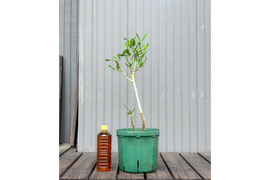 オリーブ 鉢植え クライスト｜育てやすい シンボルツリー・盆栽にも最適
