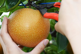 【福井県産】幸水梨ご家庭用3kg（7〜8玉入り）