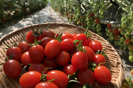潮風と太陽をたっぷりあびた　仁三郎農園の真っ赤なミニトマトアイコ(1kg)