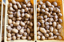 貴重な品種のじゃがいも「インカのめざめ」（2kg）