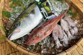 ◆カットわかめ付き◆
【天然魚】獲れたて朝出荷！「徳島の旬 鮮魚BOX」（3種下処理付き）