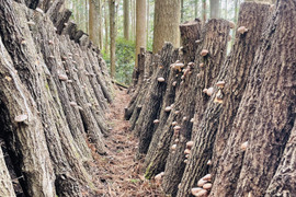 ＼レビュー高評価◎／でかい！きれい！美味しい！厚肉の原木生しいたけ（箱いっぱい入ってます^^）