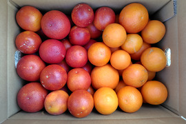 【アワード受賞福袋】ブラッドオレンジ「モロタロ福袋」　約5kg