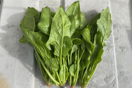 長野県産ほうれん草1kg