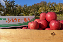 【ふじ】りんごの王様！【贈答規格10kg】
