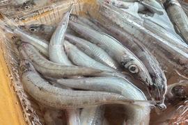 ふっくら美味しい深海大メギス800g
