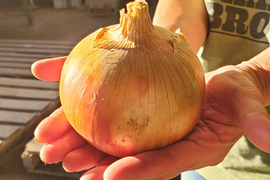【超大玉5kg】淡路島たまねぎ 訳あり 特別栽培 兵庫県認証食品 ひょうご安心ブランド あさひサンファーム 大きいサイズ LL 2L 3L 淡路島産たまねぎ 南あわじ市 ご家庭用 玉ねぎ レシピ付き