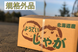 北海道産とうや 10kg規格外品 サイズ混合