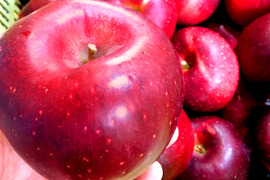 【2026年予約】『シナノホッペ』家庭用　甘くて硬い！ほっぺが落ちる美味しさ♡3kg