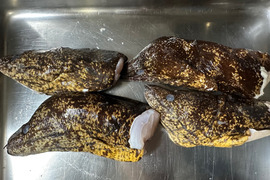 本日の1点物！ウツボの頭４匹分（冷凍品）サイズはアソートです