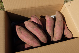 超熟成！農薬・化学肥料不使用！ムロ出し紅はるか５kg！