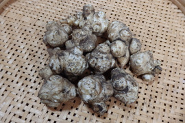 【自然栽培】菊芋（5kg）