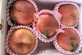 ご贈答用！まるせい果樹園の桃　『はつひめ』2kg　(5～8個入り)
