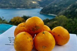 大人気！希少品種！はるみ（訳あり・5kg）