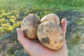 じゃがいも 自然栽培の通販｜食べチョク｜産地直送(産直)お