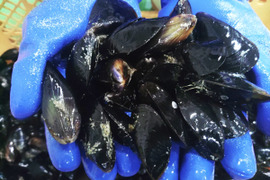 急速冷凍出荷 食用ムール貝２ｋｇ（約90個）スープベース★ムラサキイガイ ★格安ですが訳あり（要説明確認）大中小コミコミサイズ 出汁に、パスタに 加熱調理用【1kg入り×2袋】
