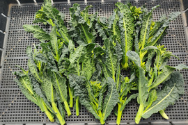 ✨【激レア】【今だけ限定】イタリアの黒い宝石“ベビーネロ”約300g｜農薬・化成肥料不使用✨