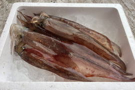 【今が旬！】青森県産　ヤリイカ(大)　約1kg