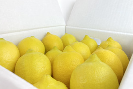 【レモン島からお届け】完熟レモン贈答用箱込8kg◎ワックス•防腐剤•防カビ剤不使用