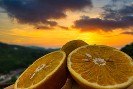 箱込約4.5㌔　1,000箱以上売れる　家庭用河内晩柑　愛媛県産