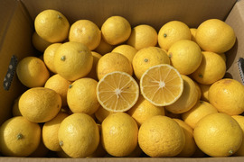 黄金柑（おうごんかん）約5キロ　サイズ混合　外観不良あり　家庭用　ゴールデンオレンジ