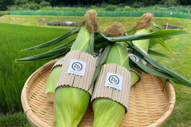 完熟しました！濃厚な甘み！山育ちのトウモロコシ10本